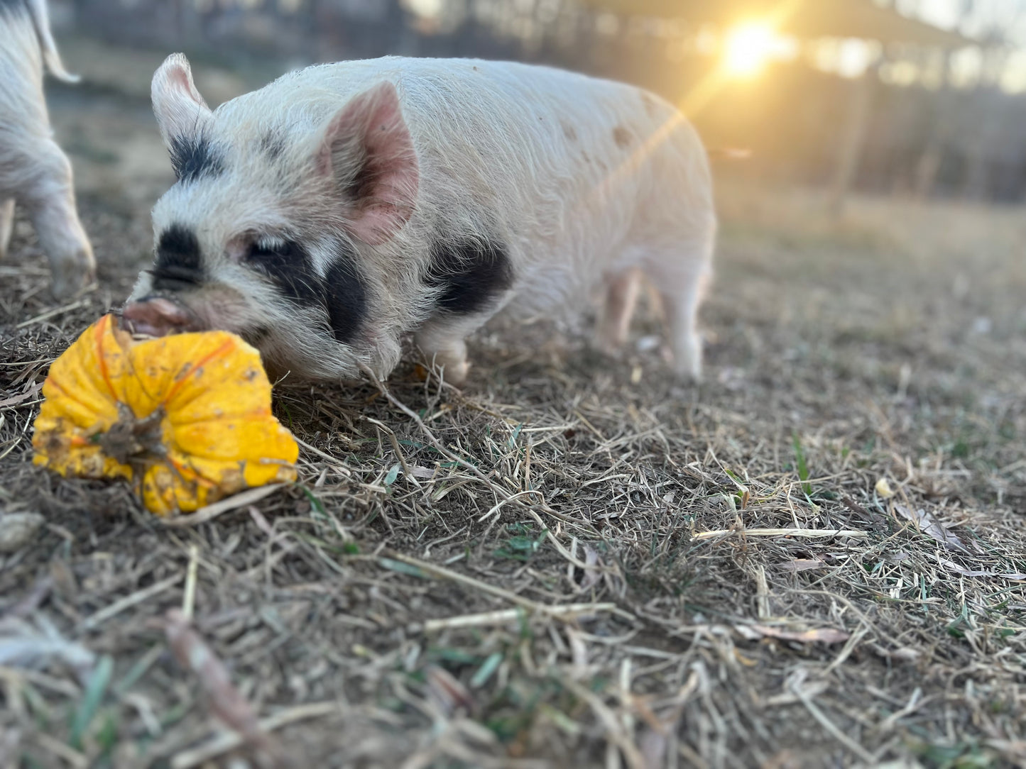 Trish Bloodline — Registered Breeder Gilt