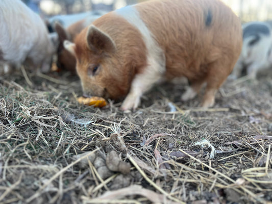Kunekune Male — Meat / Companion Barrow (Neutered Male)