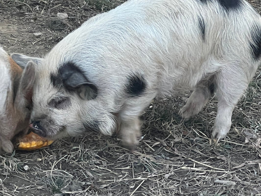 Andrew Bloodline — Registered Breeder Boarling