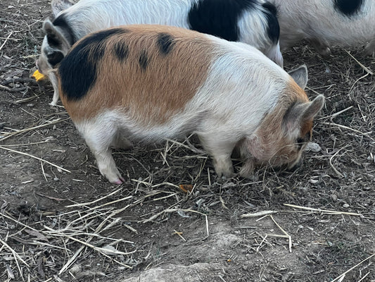 Wilson Gina Bloodline — Registered Breeder Gilt