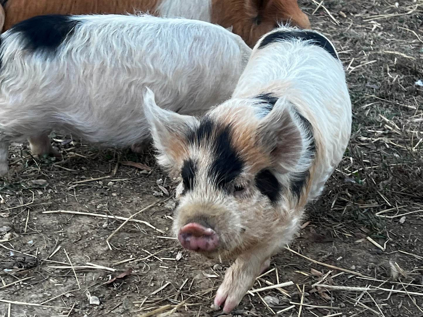 Kunekune Male — Meat / Companion Barrow (Neutered Male)