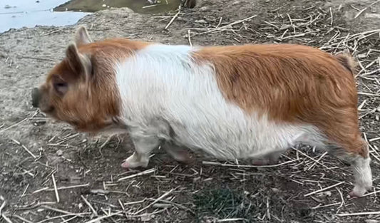 Trish Bloodline — Registered Breeder Gilt