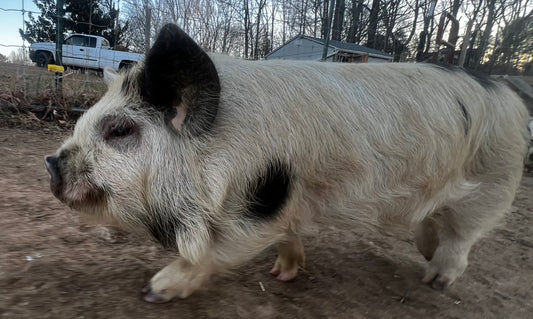 Piglet Deposit — Meishan or Kunekune (Non-Refundable)