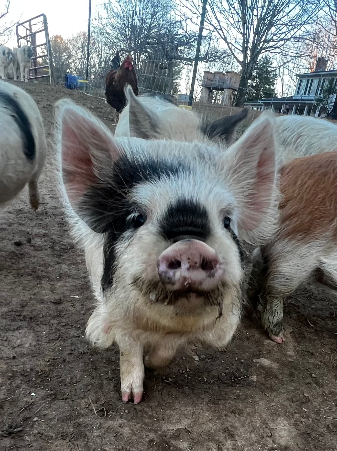 Piglet Deposit — Meishan or Kunekune (Non-Refundable)