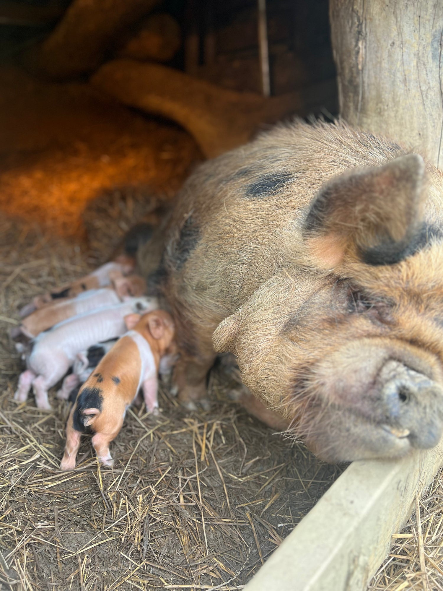 Livestock- Swine: Registered Kunekune & Meishan Pigs