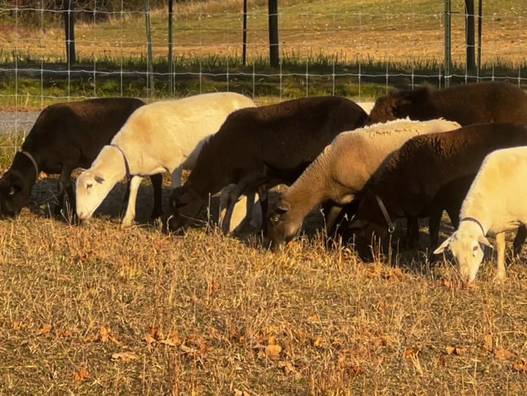 Grass-Fed Lamb Meat  (Katahdin)