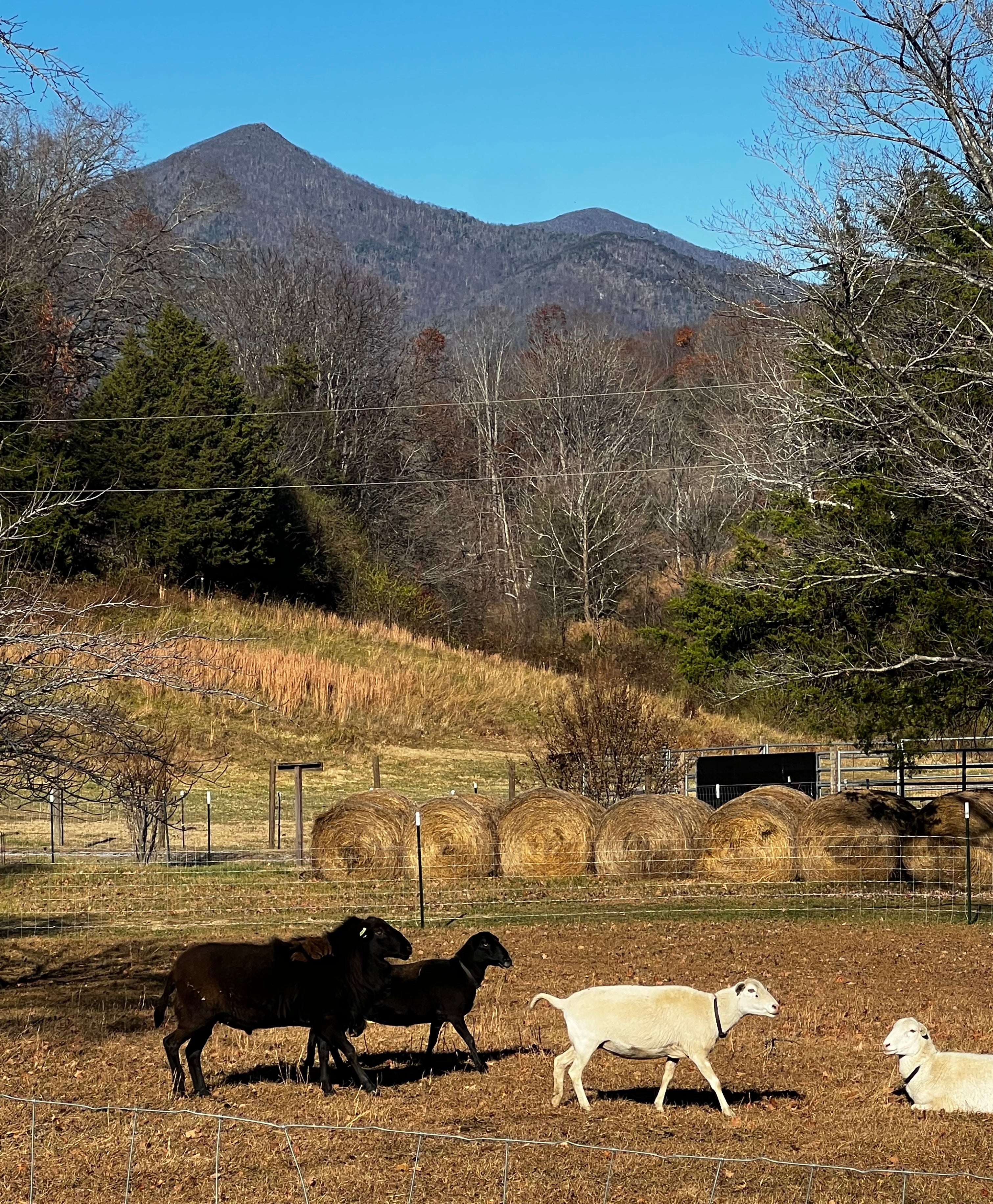 Livestock - Ruminants: Katahdin Sheep – New Magnolia Homestead