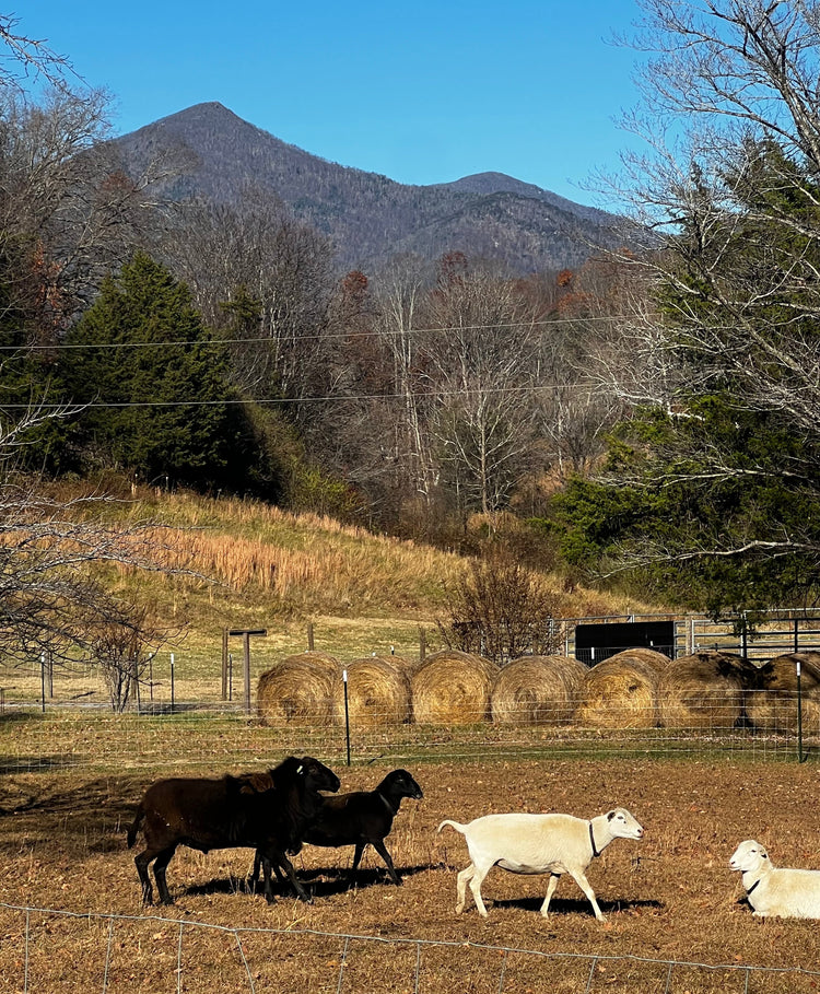 Livestock - Ruminants: Katahdin Sheep