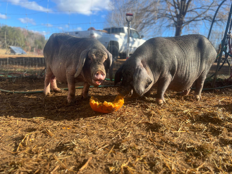 Pasture-Raised Pork (Kunekune & Meishan)