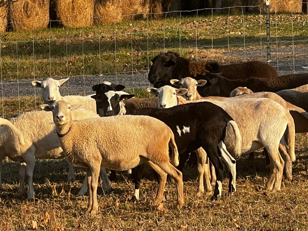 Katahdin hair sheep at New Magnolia Homestead farm in Thaxton, VA near Bedford