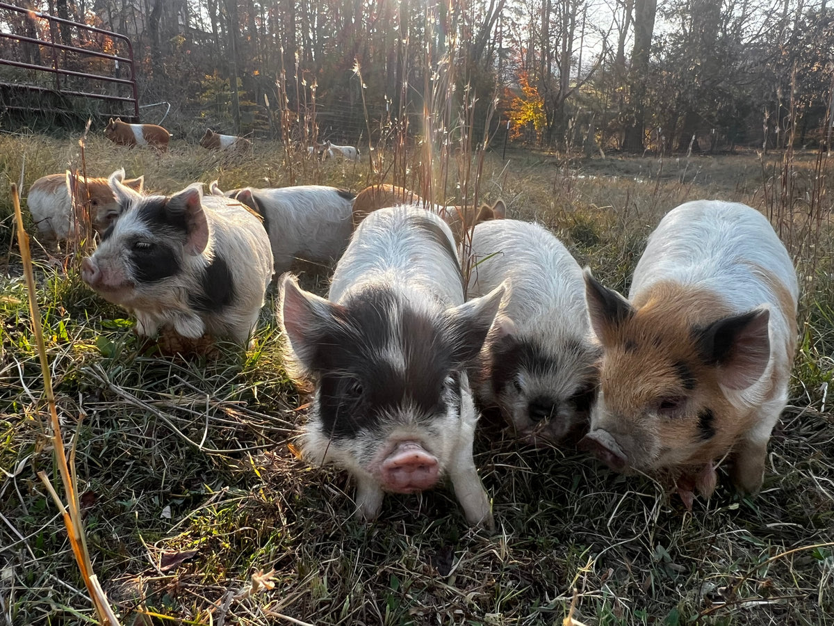 Kunekune piglets at New Magnolia Homestead farm in Thaxton, Bedford County, VA