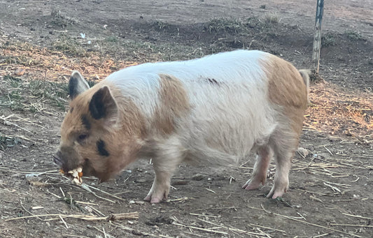 Trish Bloodline — Registered Breeder Gilt