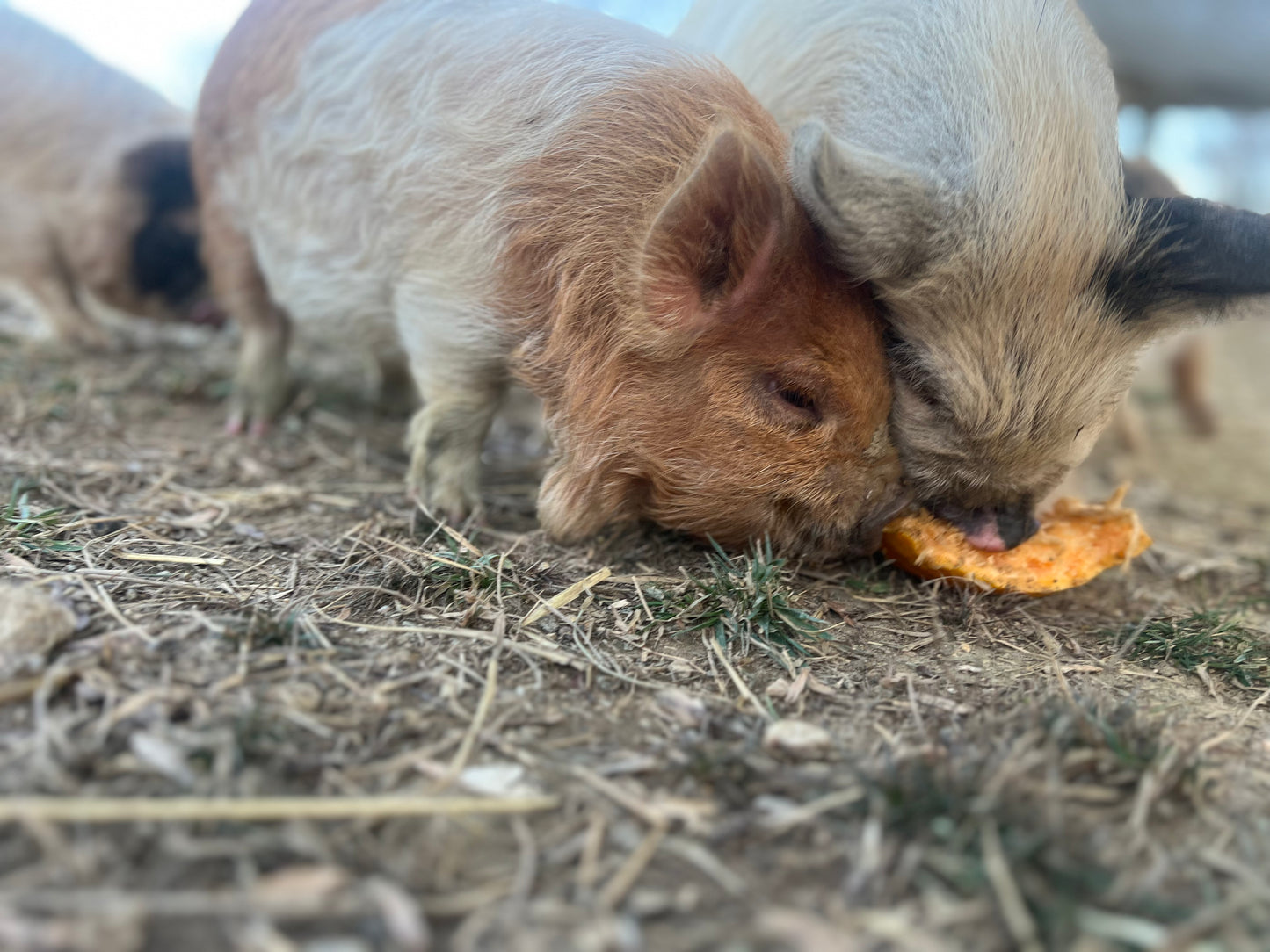 Kunekune Male — Meat / Companion Barrow (Neutered Male)