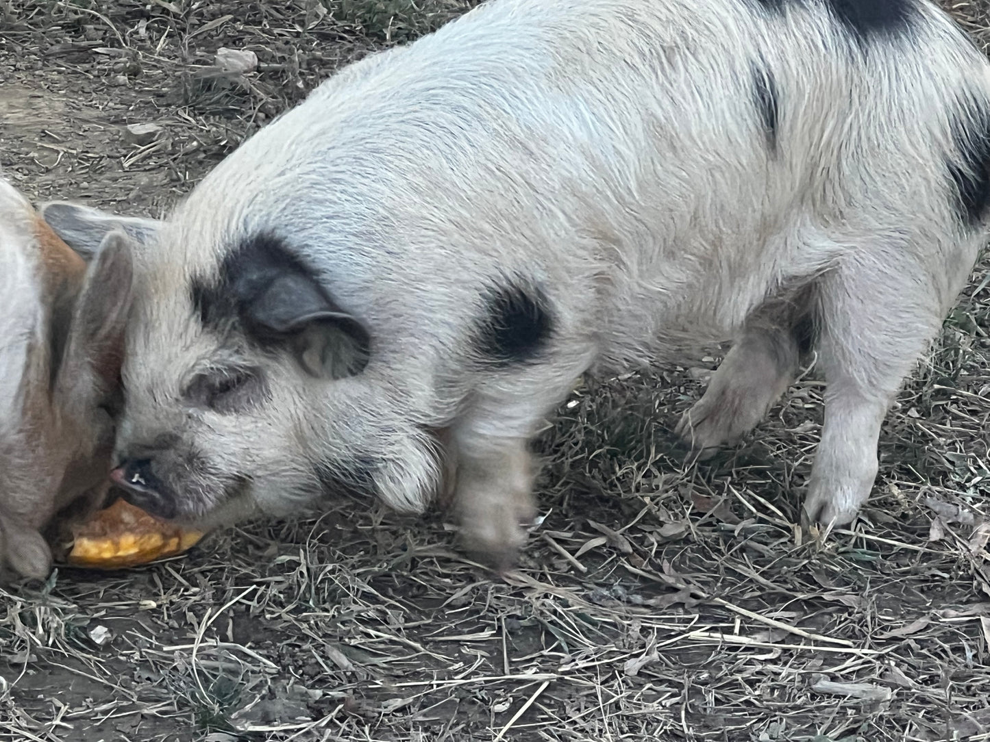 Andrew Bloodline — Registered Breeder Boarling