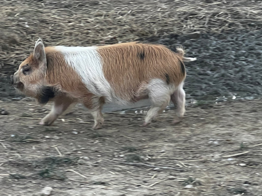 Wilson Gina Bloodline — Registered Breeder Gilt