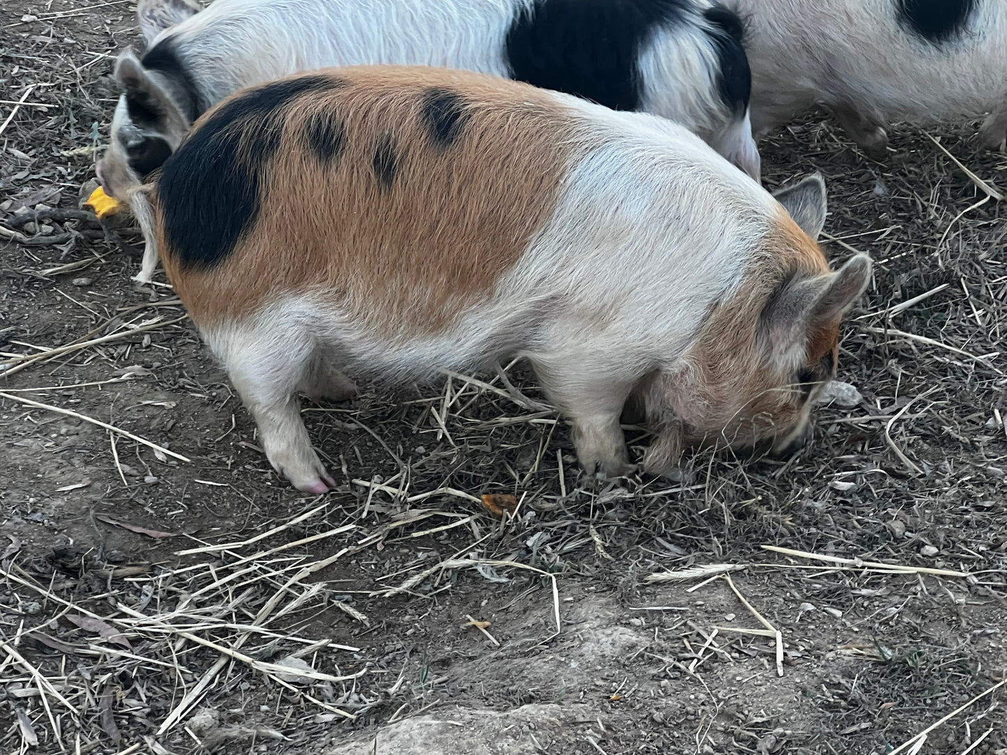 Wilson Gina Bloodline — Registered Breeder Gilt