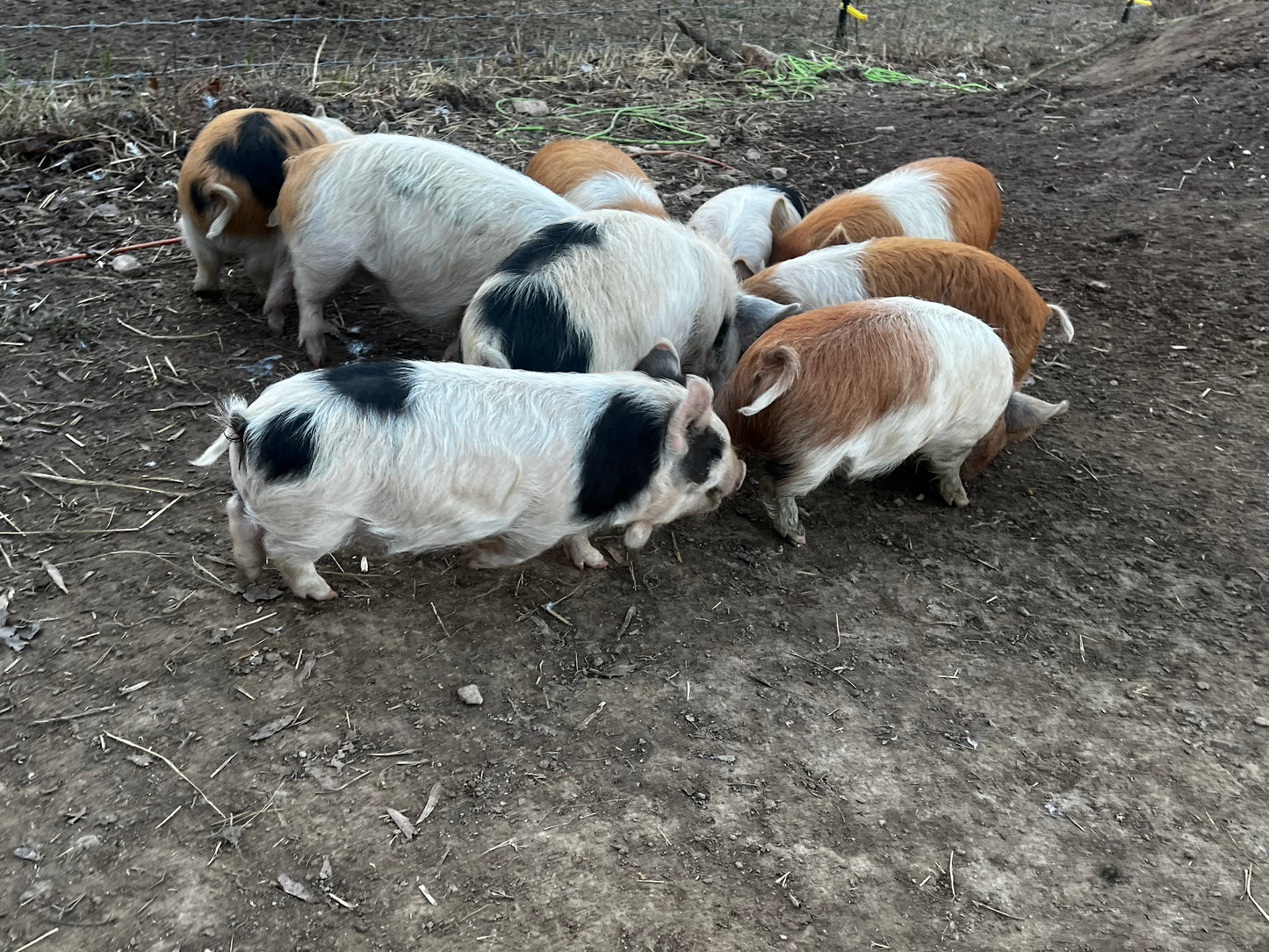 Kunekune Male — Meat / Companion Barrow (Neutered Male)