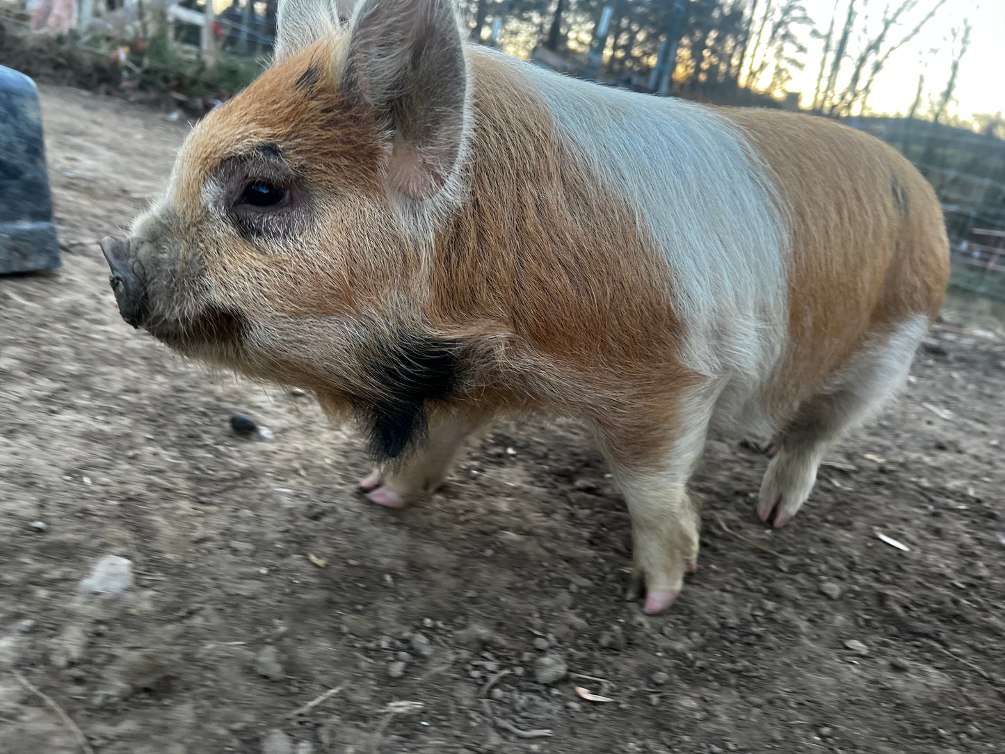 Piglet Deposit — Meishan or Kunekune (Non-Refundable)