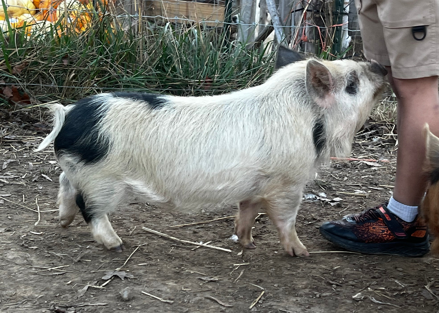 Andrew Bloodline — Registered Breeder Boarling