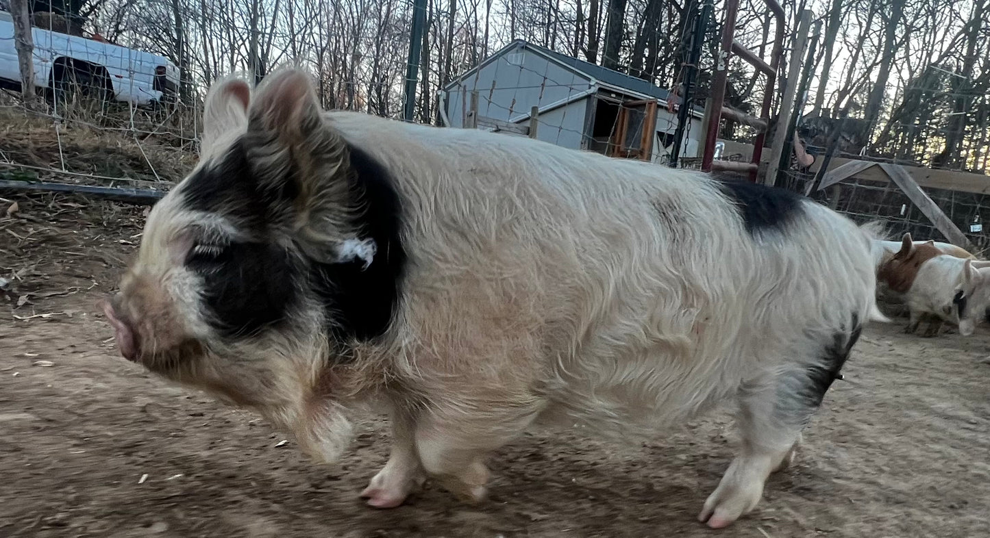 Andrew Bloodline — Registered Breeder Boarling