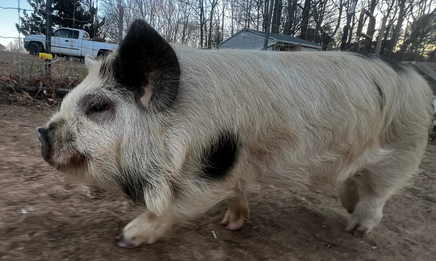Piglet Deposit — Meishan or Kunekune (Non-Refundable)