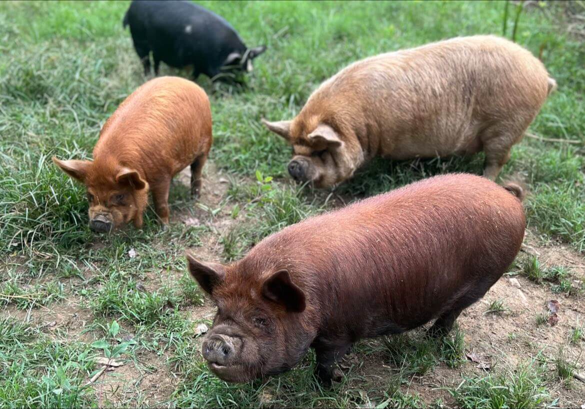 KuneKune Grow-Out Program : Initial Animal Purchase & Subscription featuring heritage pigs grazing in pasture.