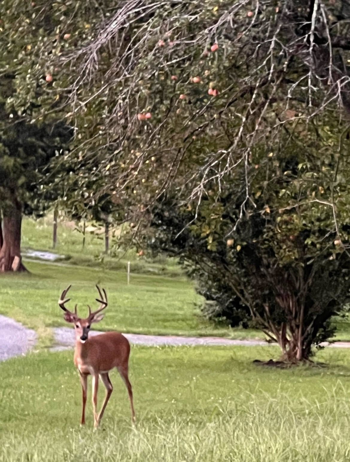 Magnolia Woods – Woodland Wildlife Tallow Balm