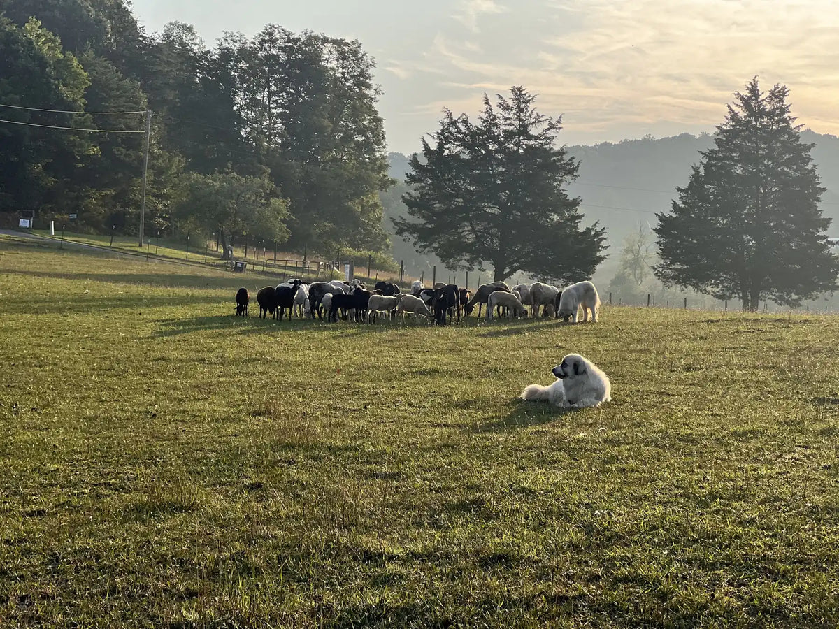 Sheep grazing at sunrise with our Great Pyrenees guardian dog at New Magnolia Homestead