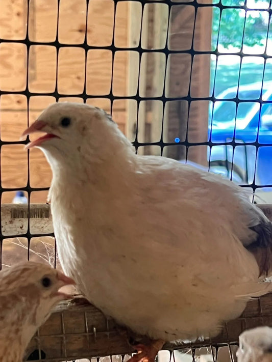 Jumbo White Coturnix quail at New Magnolia Homestead farm in Thaxton, VA